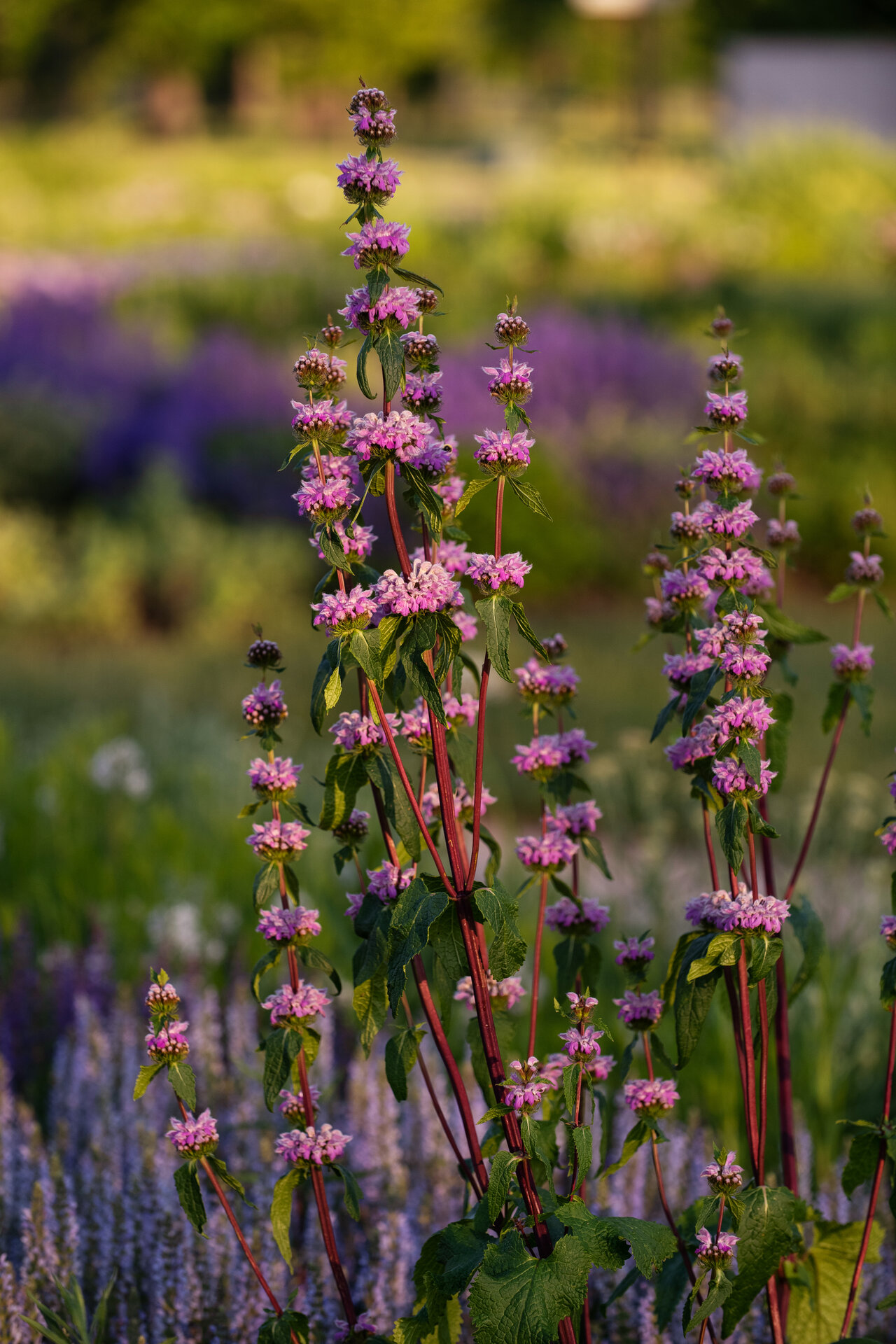 Phlomis tuberosa 'Prima Donna'